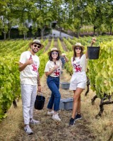 lamego grape harvest