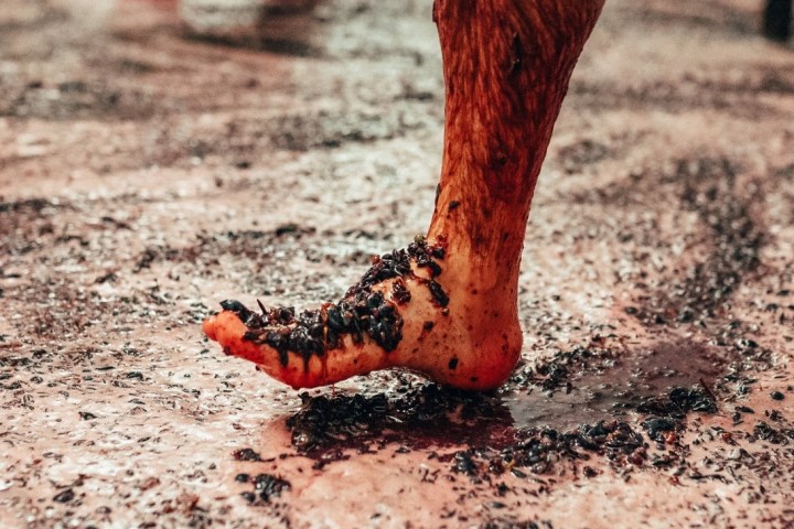 lamego grape harvest