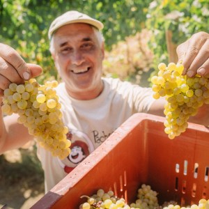 lamego grape harvest
