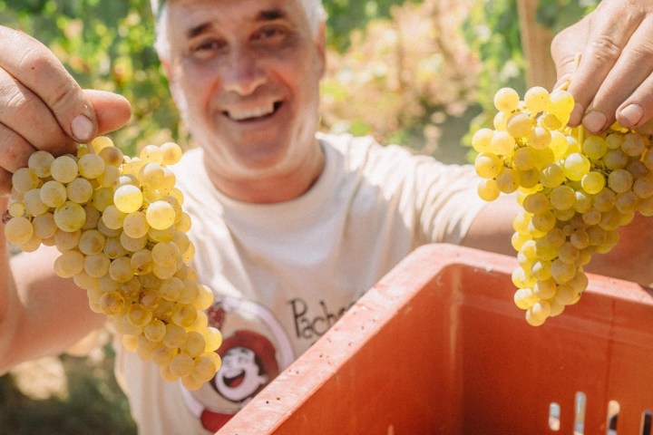 lamego grape harvest
