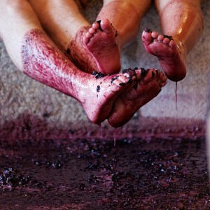 lamego grape harvest