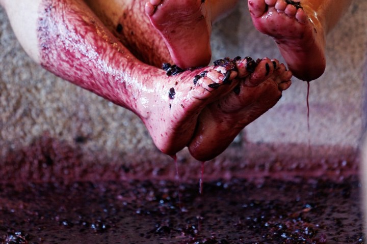 lamego grape harvest