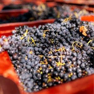 lamego grape harvest
