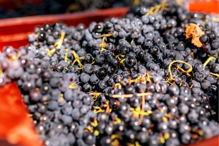 lamego grape harvest