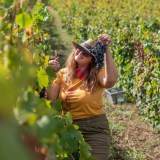 lamego grape harvest