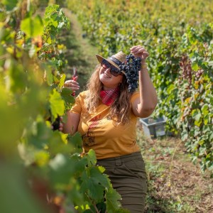lamego grape harvest