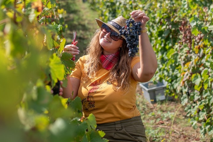 lamego grape harvest