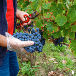 Evora Grape Stomping