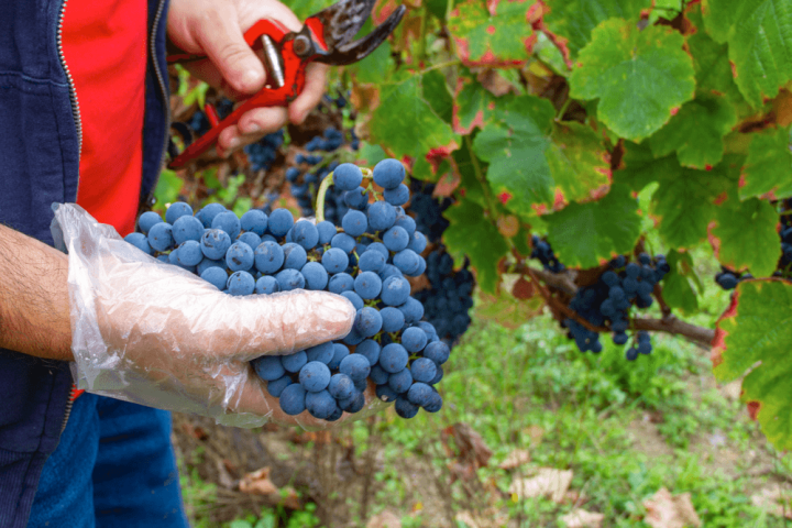 Evora Grape Stomping
