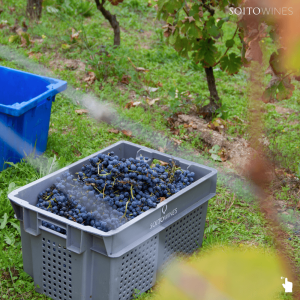viseu grape harvest experience