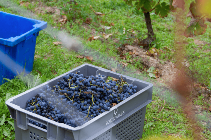 viseu grape harvest experience
