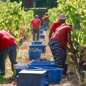 viseu grape harvest experience