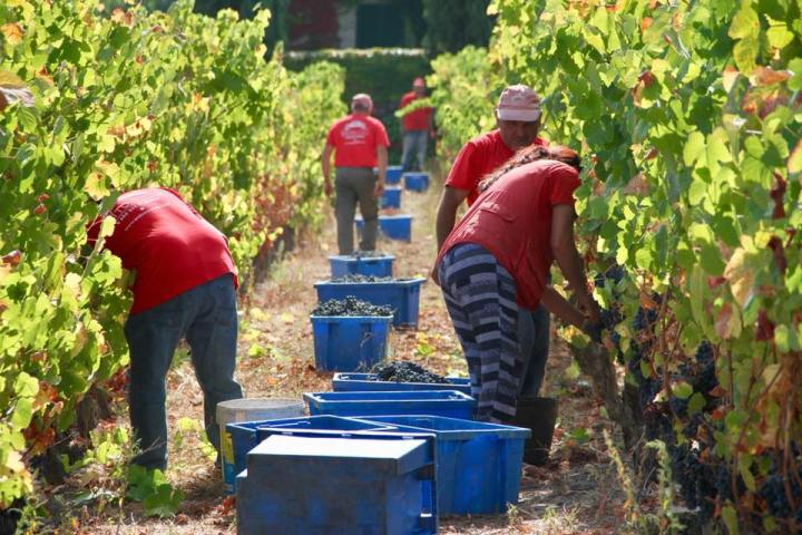 viseu grape harvest experience