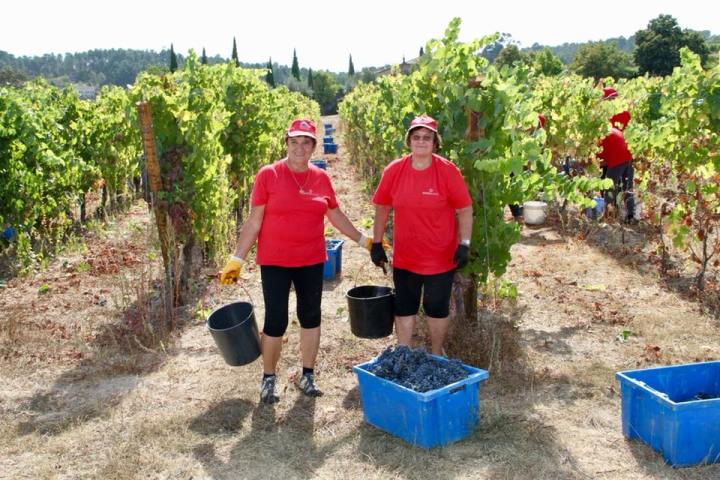 viseu grape harvest experience