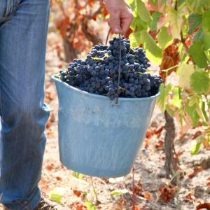 viseu grape harvest experience