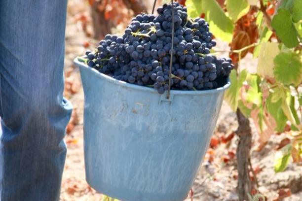 viseu grape harvest experience