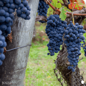 viseu grape harvest experience