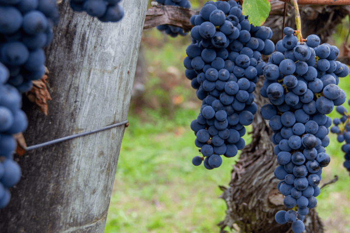viseu grape harvest experience