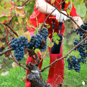 viseu grape harvest experience