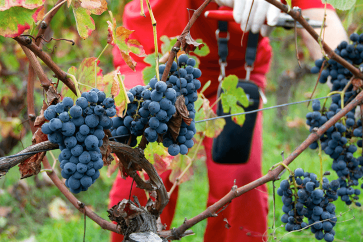 viseu grape harvest experience