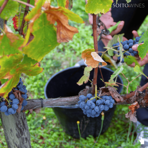 viseu grape harvest experience