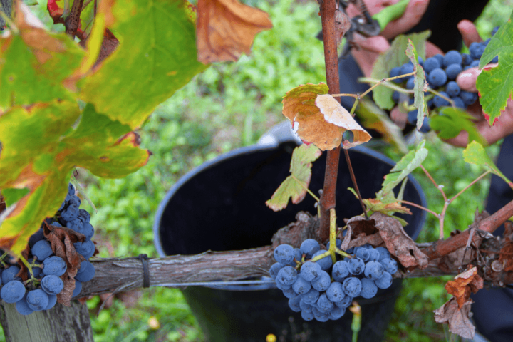 viseu grape harvest experience