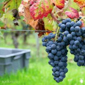 viseu grape harvest experience