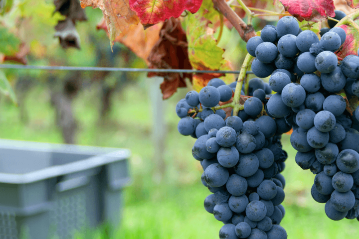 viseu grape harvest experience