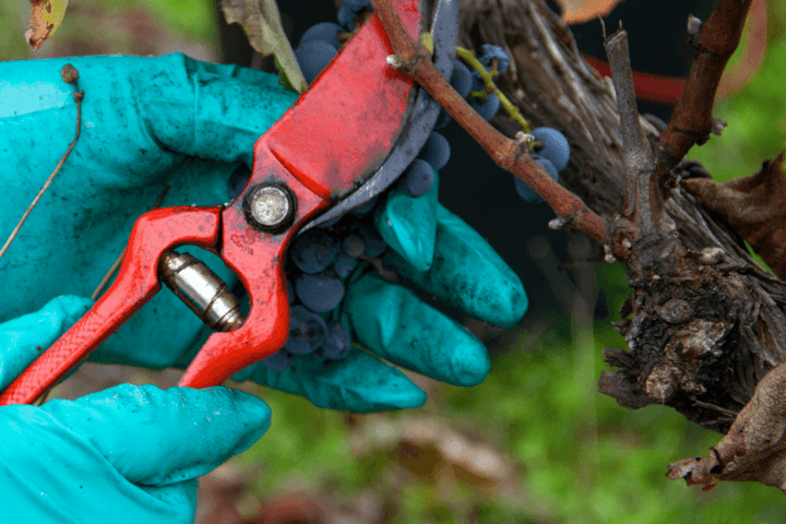 viseu grape harvest experience