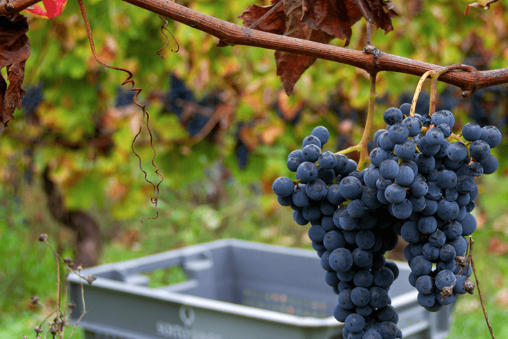 viseu grape harvest experience