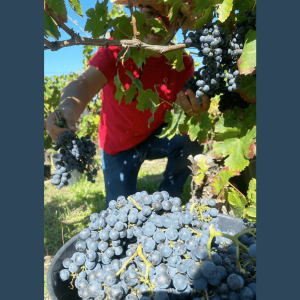 viseu grape harvest experience