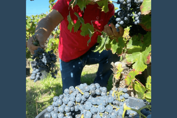 viseu grape harvest experience