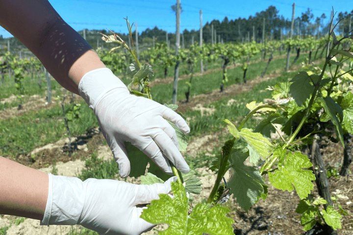 viseu grape harvest experience