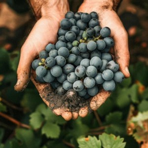 a hand holding a fruit