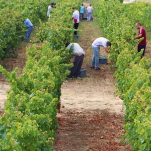 alenquer grape harvest tour