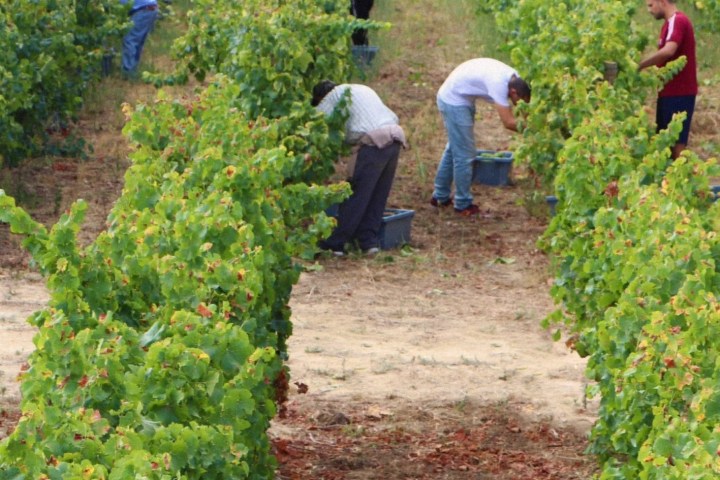 alenquer grape harvest tour