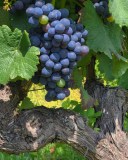 alenquer grape harvest tour