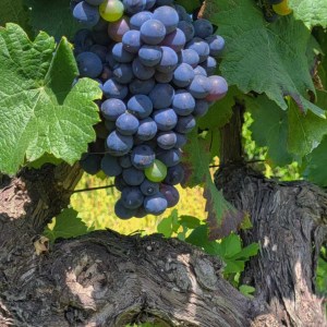 alenquer grape harvest tour