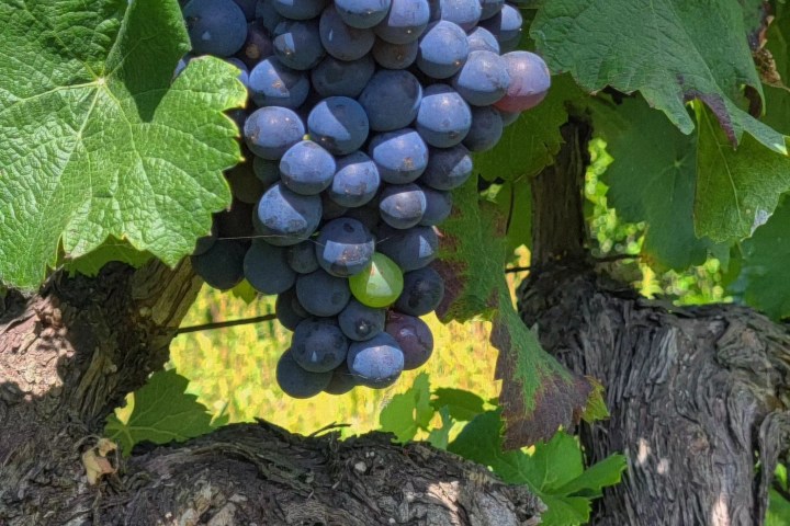 alenquer grape harvest tour