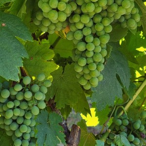 alenquer grape harvest tour