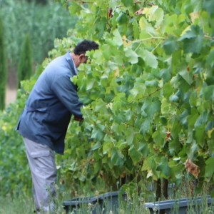 alenquer grape harvest tour