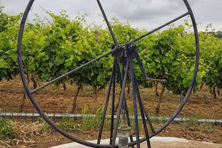 alenquer grape harvest tour