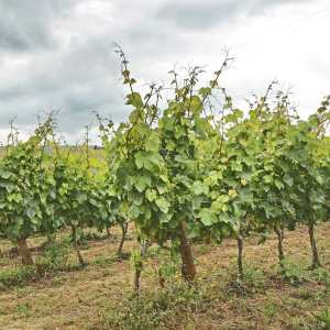 alenquer grape harvest tour
