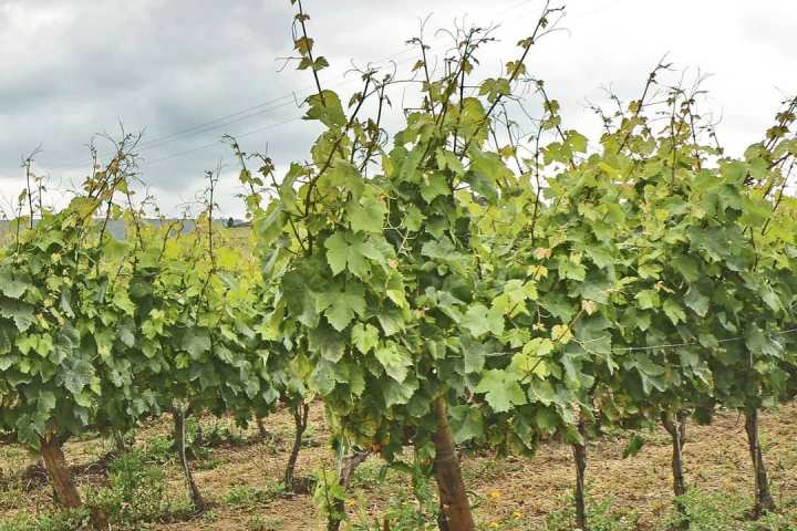 alenquer grape harvest tour