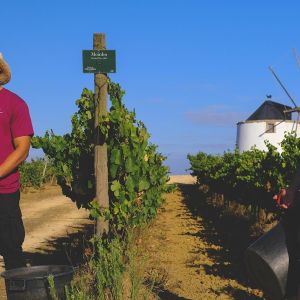 Lisbon grape harvest experience