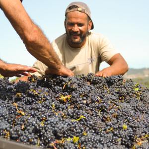 Lisbon grape harvest experience