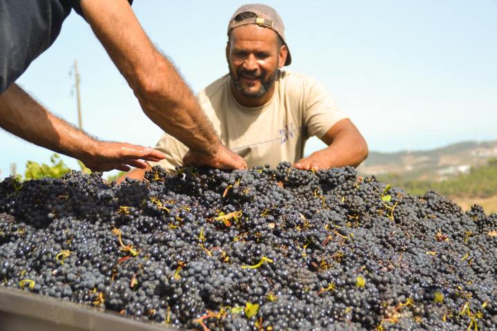 Lisbon grape harvest experience