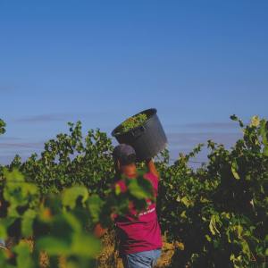 Lisbon grape harvest experience