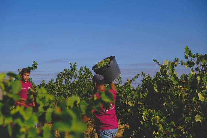 Lisbon grape harvest experience