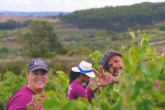 Lisbon grape harvest experience